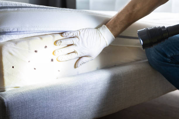 Best Pest Control Near Me  in Edcouch, TX