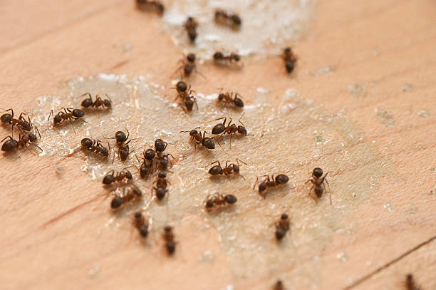 Best Pest Control Near Me in Edcouch, TX